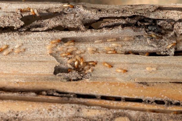 Professional Pest Control in Mahopac, NY